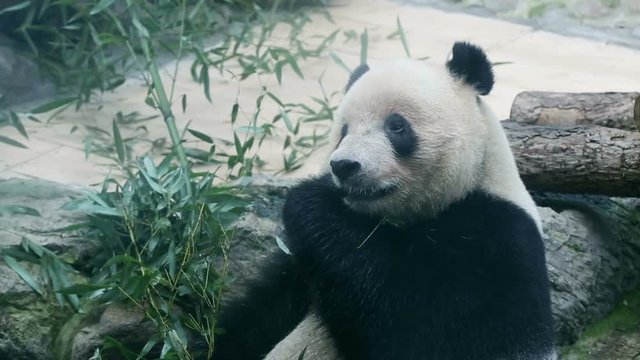 Giant panda bear eating bamboo at Chengdu, China. HD format.