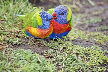 rainbow lorikeets