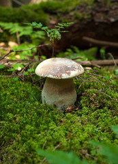 One Eatable porcini on the green moss in the autumn forest. Boletus edulis mushroom grows on the forest floor in autumn season.
