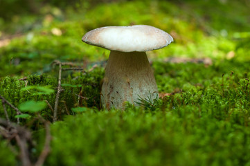 One Eatable porcini on the green moss in the autumn forest. Boletus edulis mushroom grows on the forest floor in autumn season.