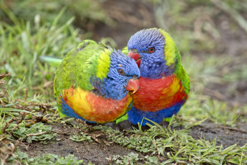 rainbow lorikeets