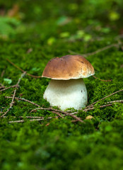 One Eatable porcini on the green moss in the autumn forest. Boletus edulis mushroom grows on the forest floor in autumn season.