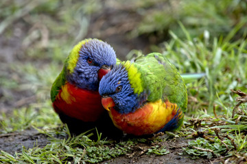 rainbow lorikeet