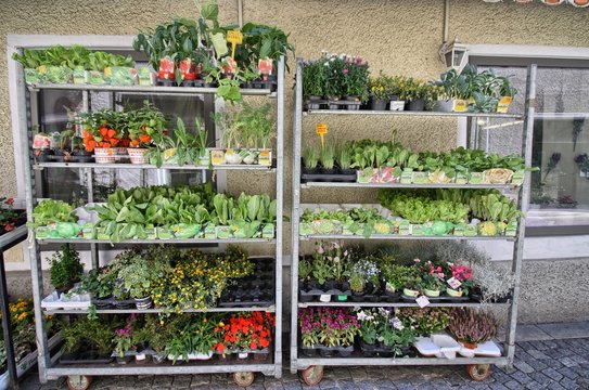 Rivendita di piantine
