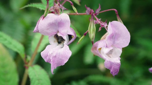 Bee Comes Out Of Pink Flower And Flies Off