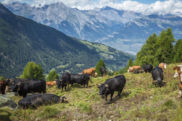 un troupeau de vaches de la race suisse des Hérens devant une magnifique vue de montagne