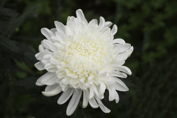 Close up of white chrysanthemum in the garden.