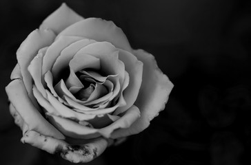Rose petals.
Black and white photography.
