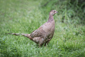 A close up of a hen female pheasant standing in a field looking right and watchful