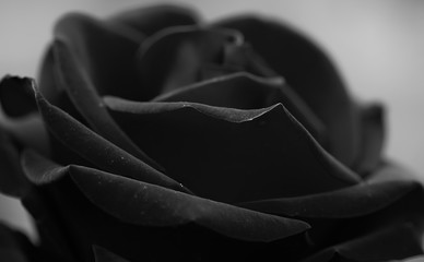 Plakaty  Płatki róż. Fotografia czarno-biała.