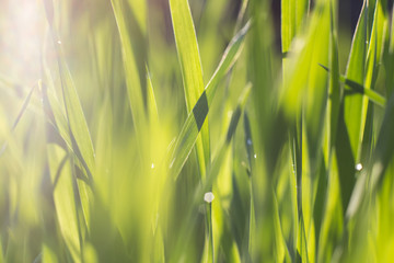 Grass