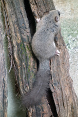 silvery-grey Glis Glis