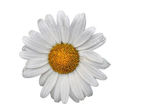 White daisy flowers on white background, close up