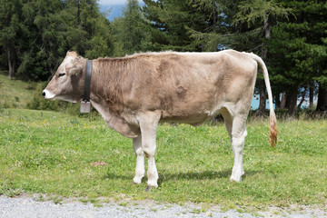 Brown milk cow in a meadow, Austria