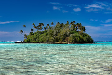 coconut palm tree on polynesia beach