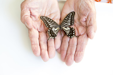 Hands Holding Butterfly