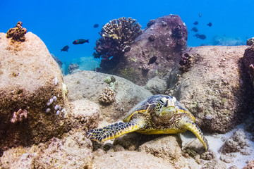 Turtle on the Reef