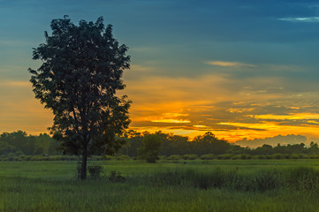 Fototapeta na wymiar Silhouette big tree in rice field,countryside Thailand