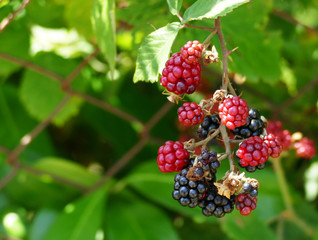  Fresh blackberies