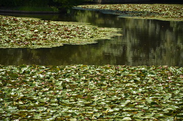 Laghetto con ninfee del Tempio Ryoanji a Kyoto