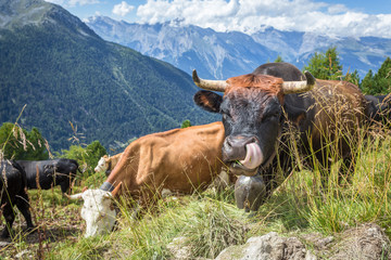 une vache en montagne qui se l&egrave;che les babines et une autre qui broute