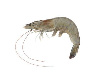 Shrimp.  Isolated on white background. (with clipping path)