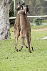 Obraz na płótnie Canvas kangaroo-Island kangaroos fighting