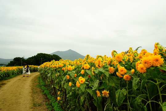 ひまわり畑と筑波山