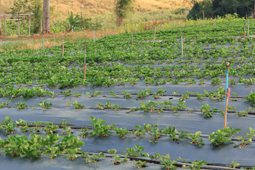 Strawberry in Thai Farmers Garden.