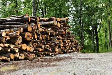 Stacked pile of logs in the forrest