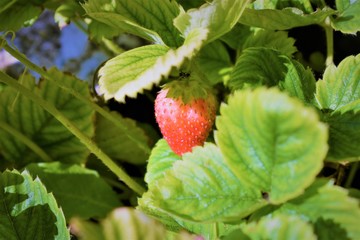 A hanging strawberry close up and an ant on a sunny day