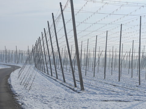 hop fields for beer in wintertime