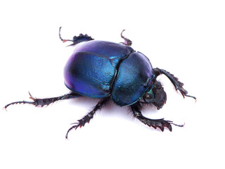  a blue metallic Geotrupidae