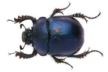  a blue metallic Geotrupidae