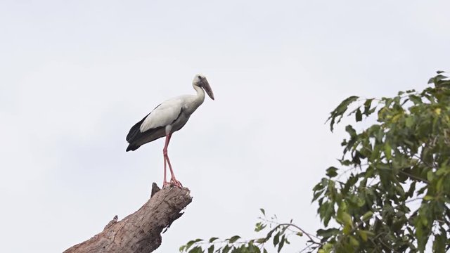 Solitary Asian Openbill Stork on a Log in Sri Lanka