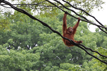 orangutan in Singapore zoo