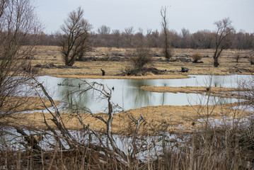 Swamp during the winter