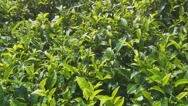 Tea Bushes Fluttering in a Gentle Breeze in Sri Lanka
