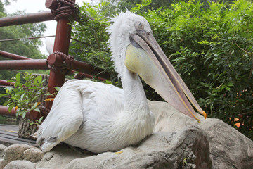 Photo of a pelican in Birds Park of Singapore