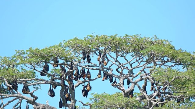 Large Flying Foxes in a Tree in Sri Lanka. Video 4k