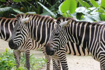 Fototapeta na wymiar Zebras at the zoo