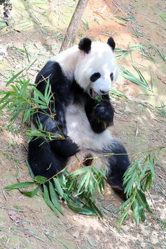 Giant panda in a zoo