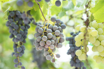  grape green ecologic