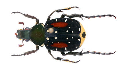 Agnorimus pictus