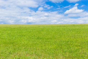 Obraz na płótnie Canvas green field and blue sky with light clouds