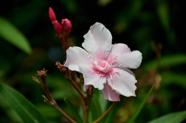 Fototapeta na wymiar white oleander flower in summer bloom