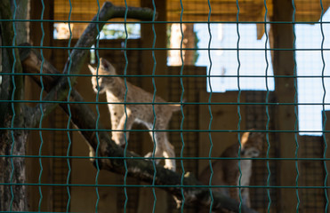 Lynx cub in cage