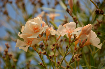 yellow oleander flower in summer bloom