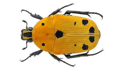 Euchroea auripimenta © easyparadise