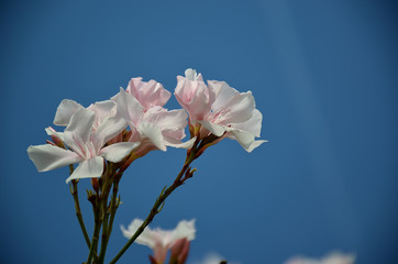white oleander flower in summer bloom